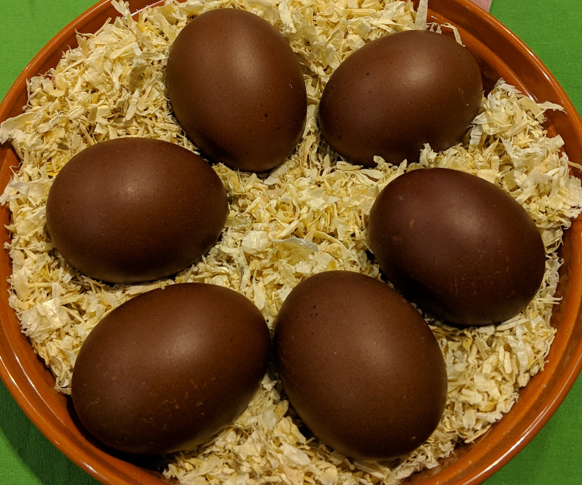 The deep chesnut brown of the marans egg